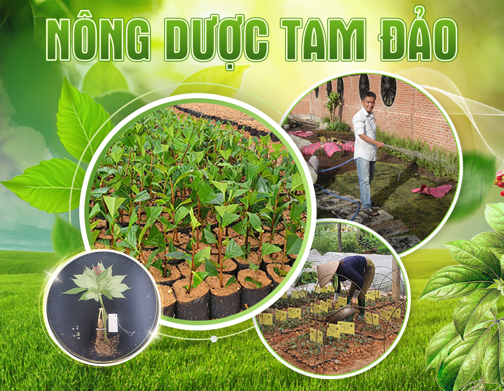 CÔNG TY CỔ PHẦN NÔNG DƯỢC TAM ĐẢO